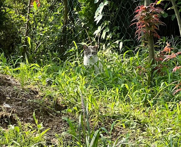 이시가키: 일본의 마지막 아열대 낙원