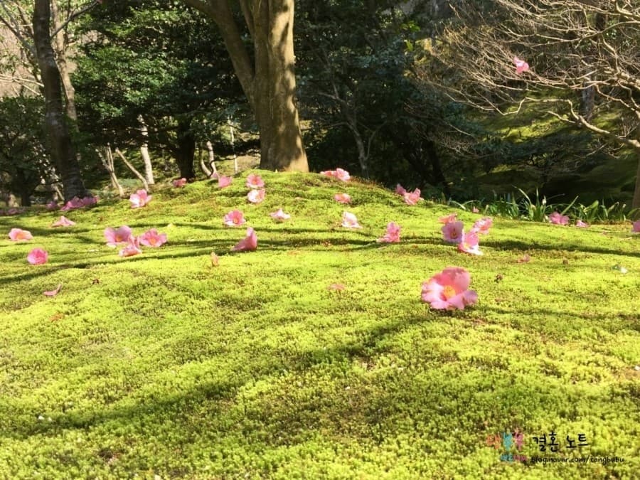 교토: 천년 고도의 사계절